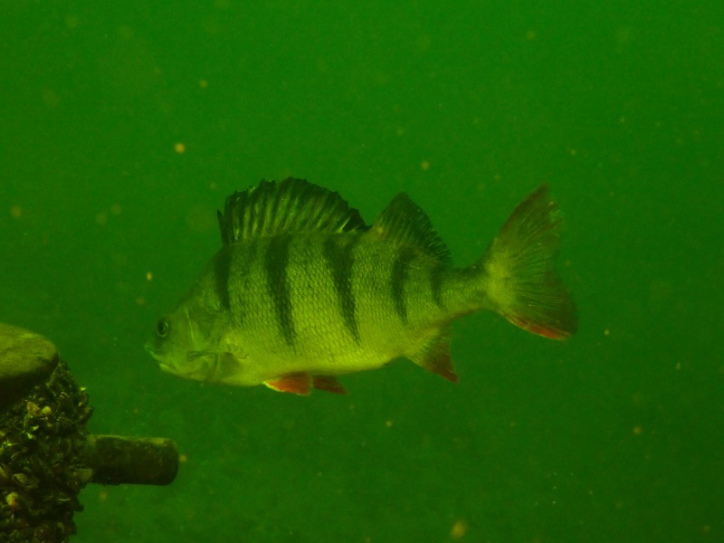 Engelermeer 