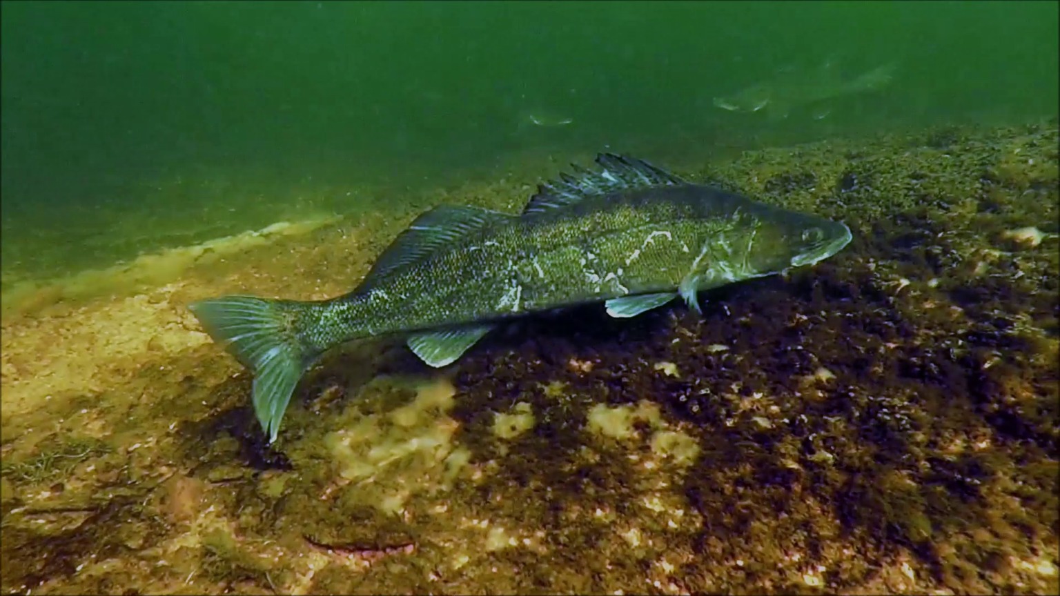 Lithse ham avondduikje