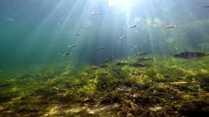 meerse plas dungens gat