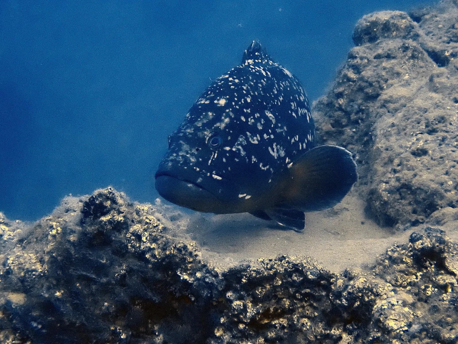 Middle Reef 