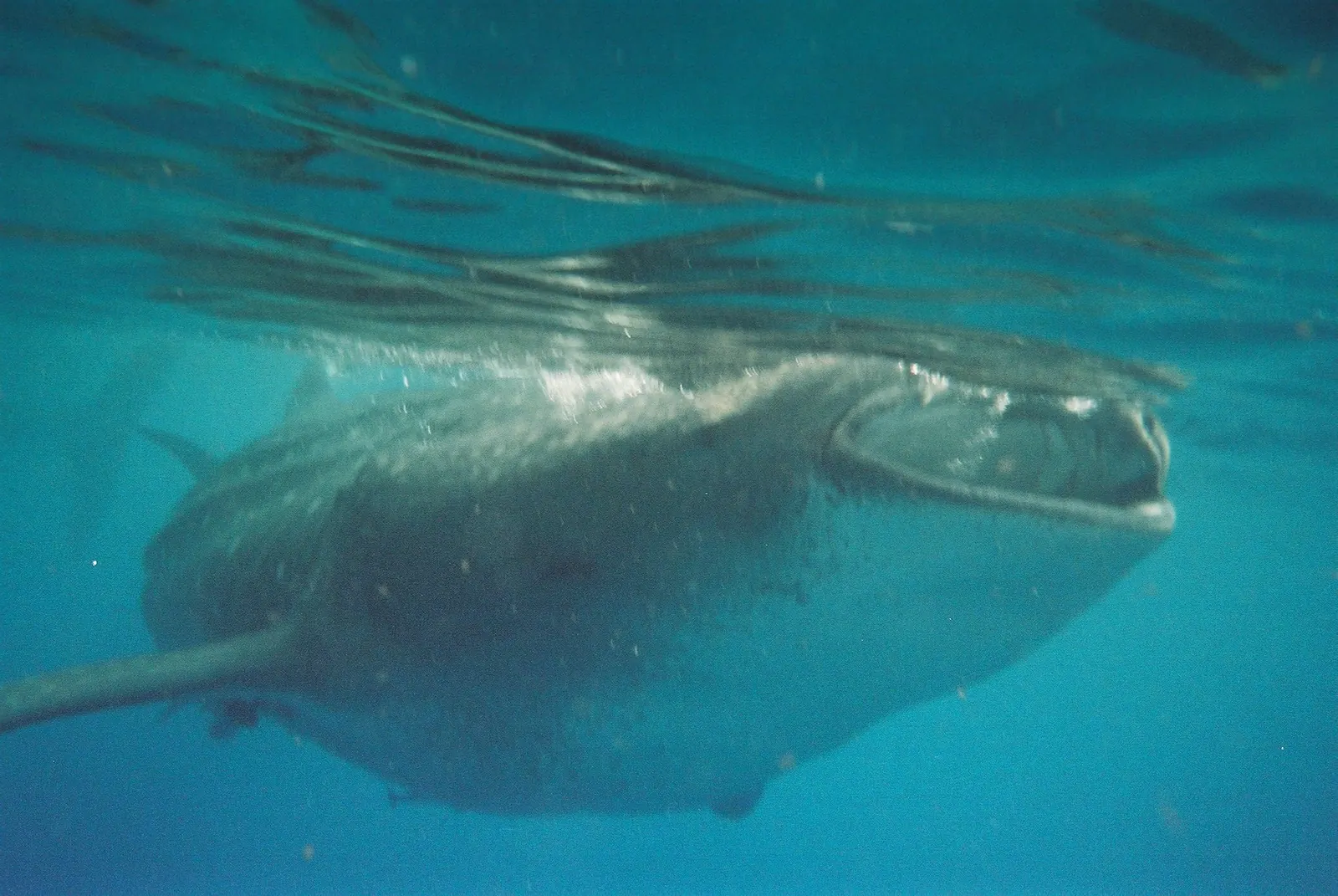 Whale Shark Alley - Utila