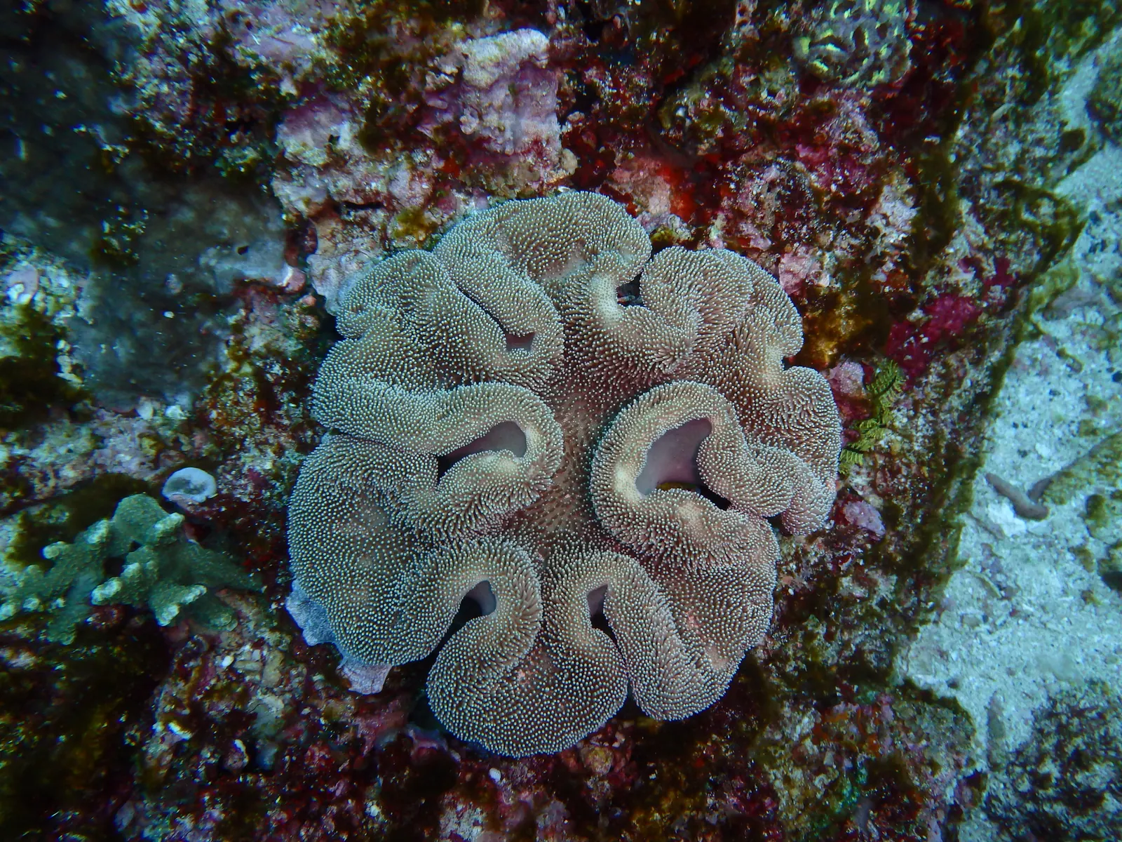 Gili Biaha