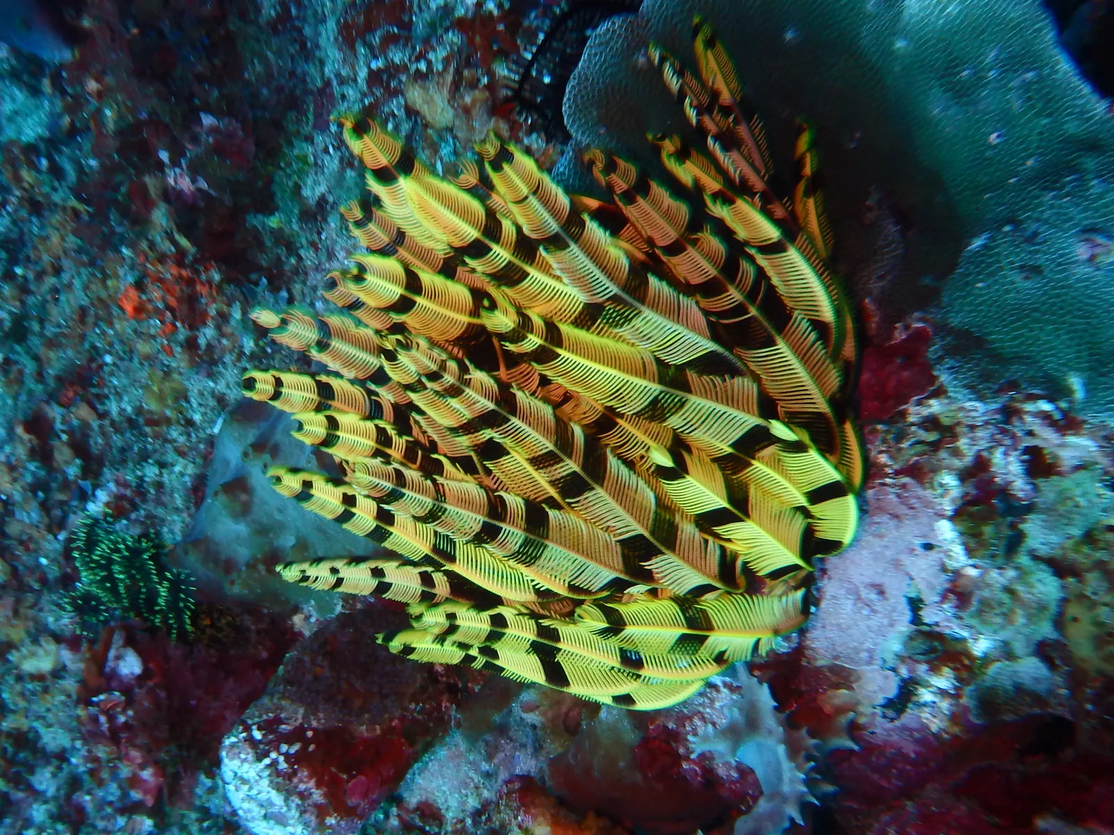 Gili Mimpang