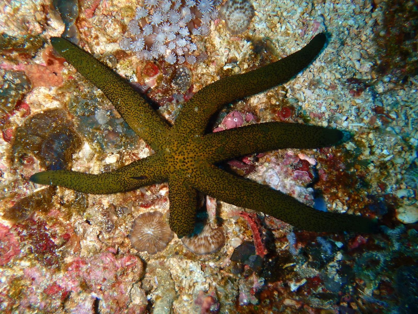Gili Tepekong
