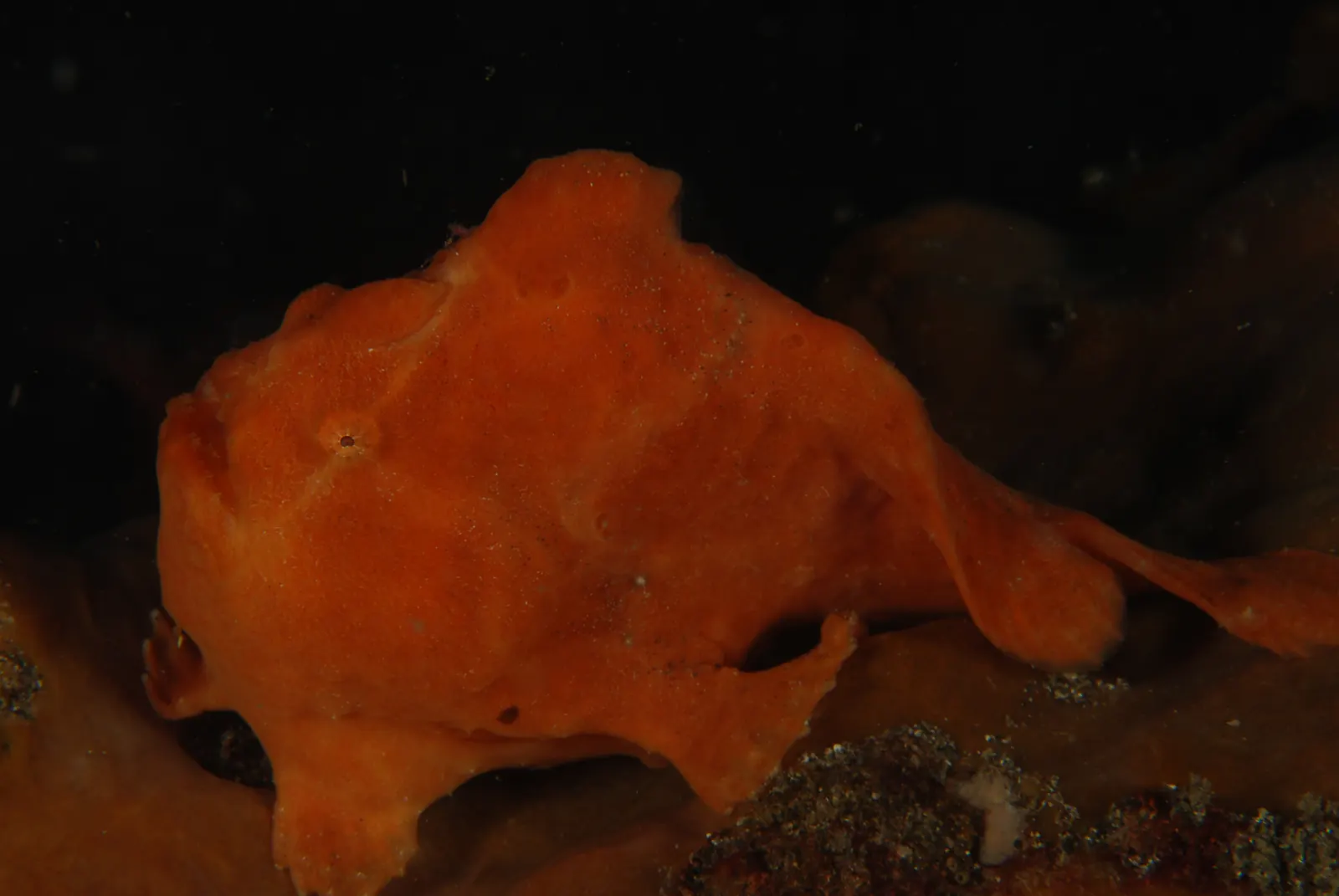 Kareko Batu