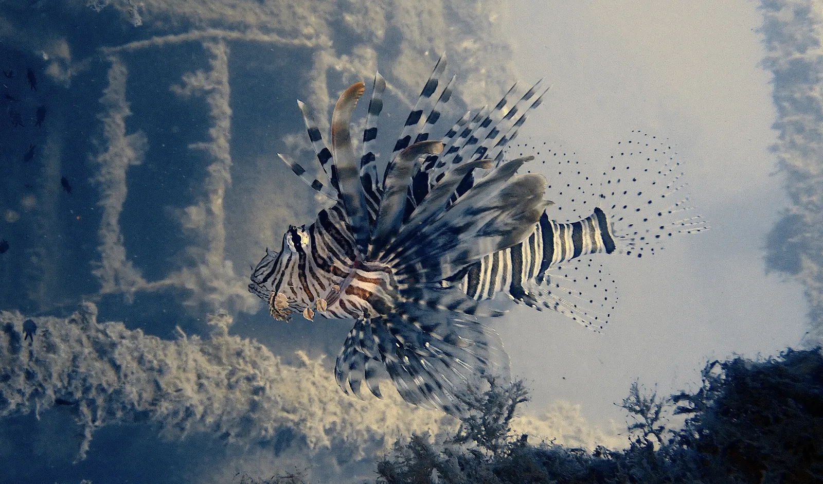 Kubu Monkey Reef