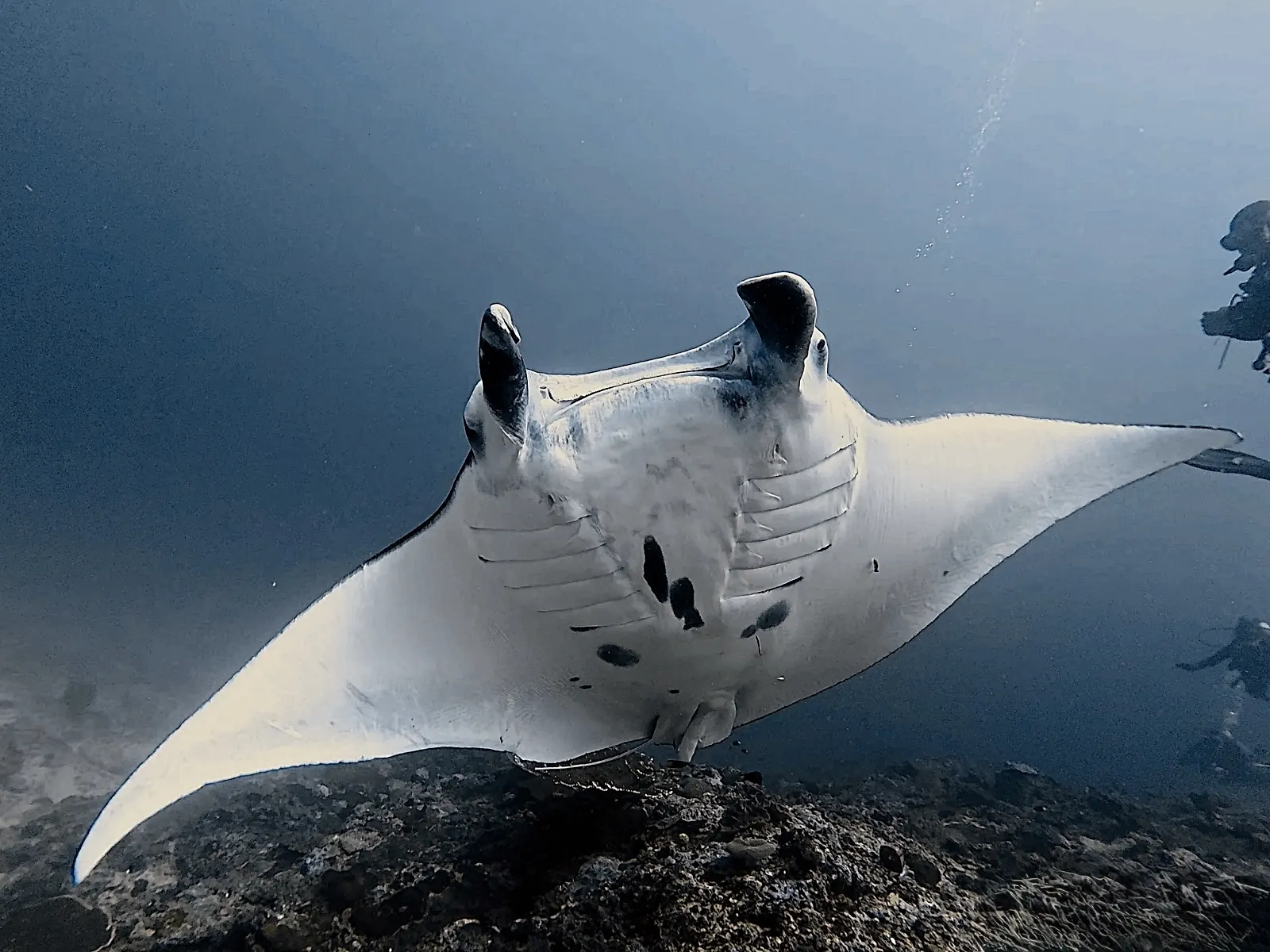 Manta Point