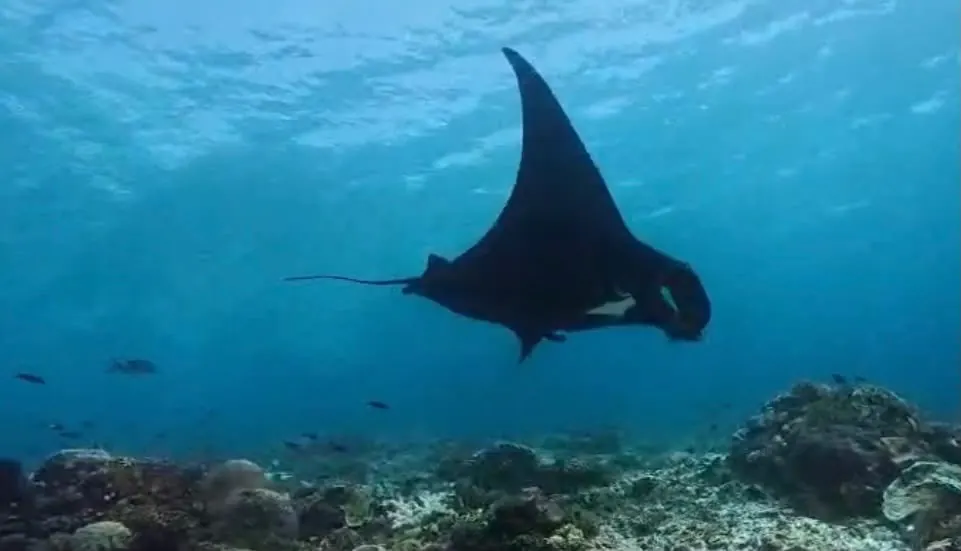 Manta point Mawan