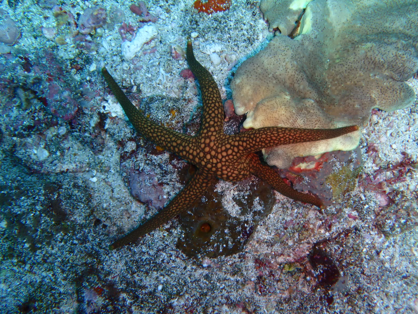 Penjor reef