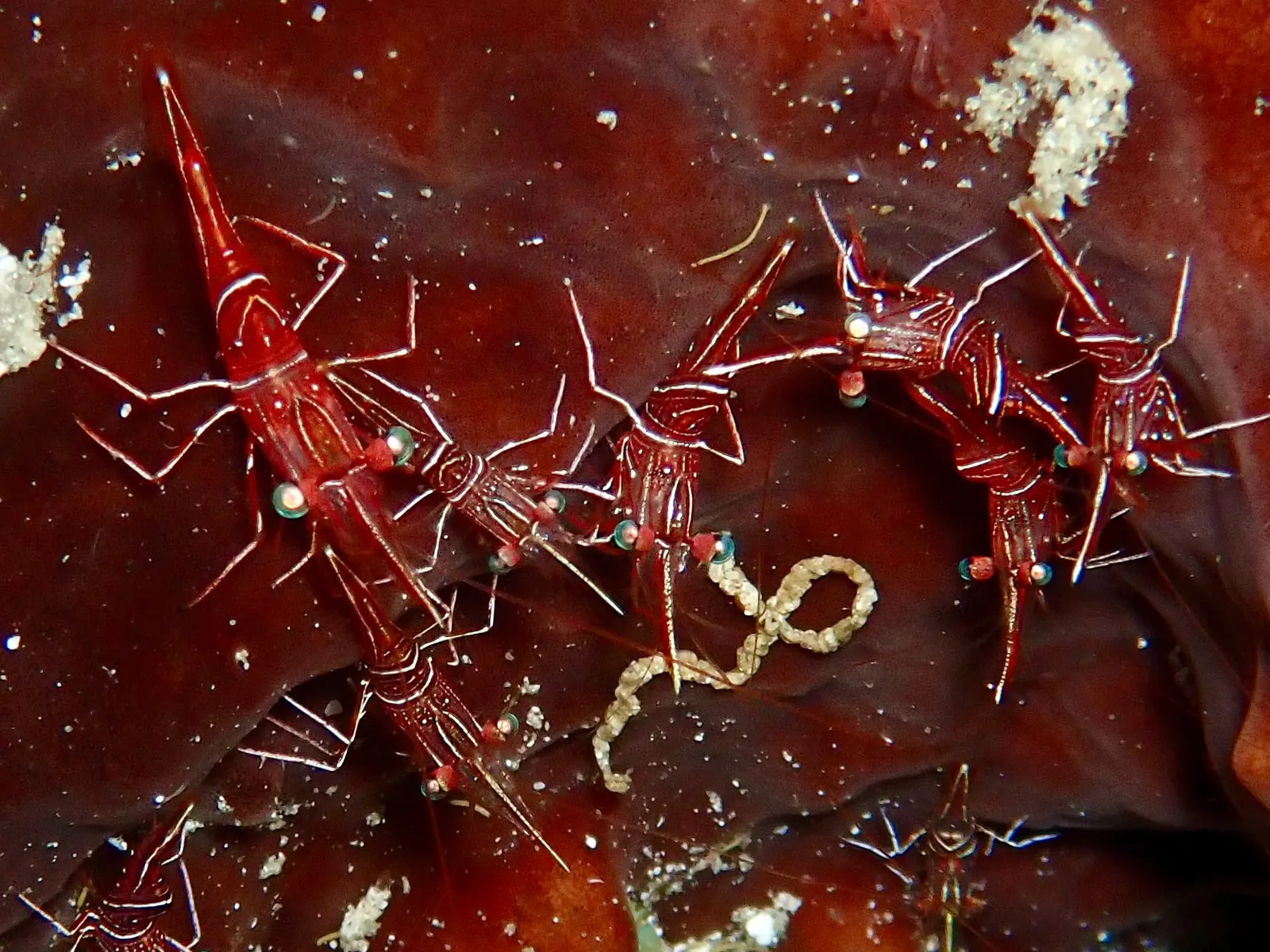 Spanish reef