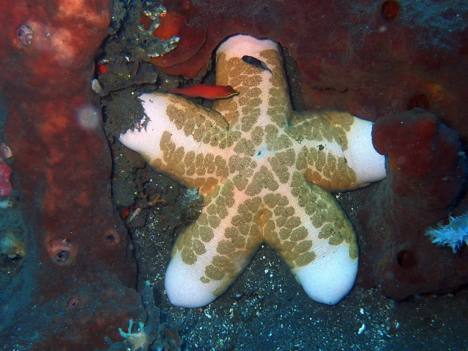 Tulamben Coral Garden