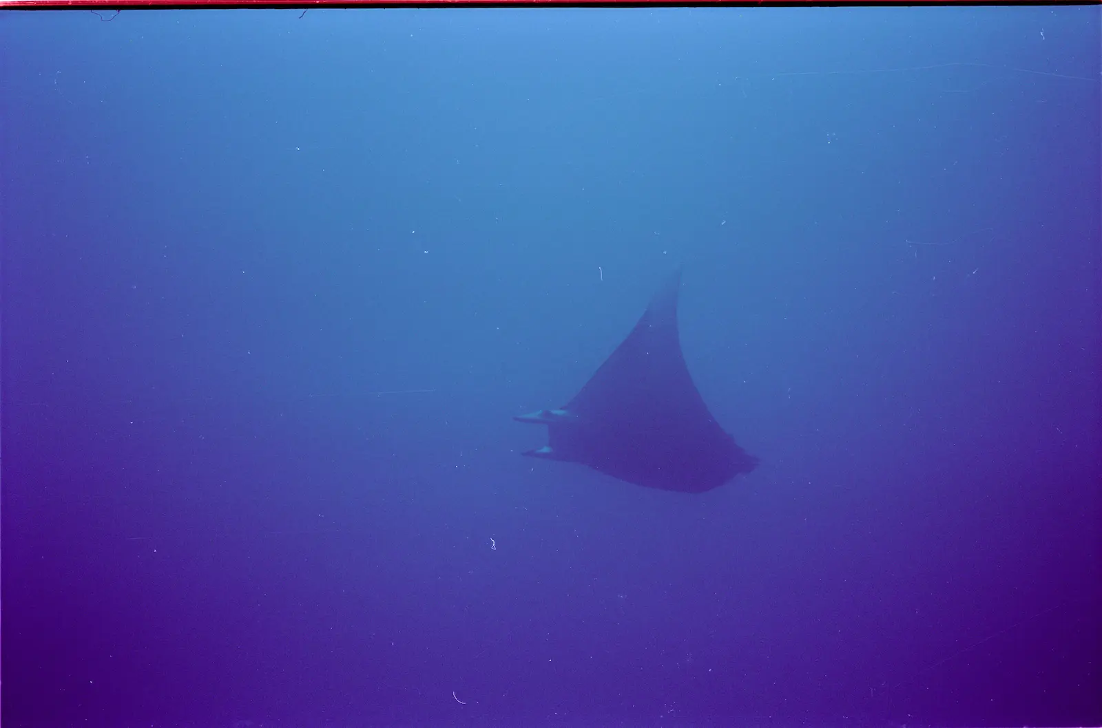 Enderby Island 2