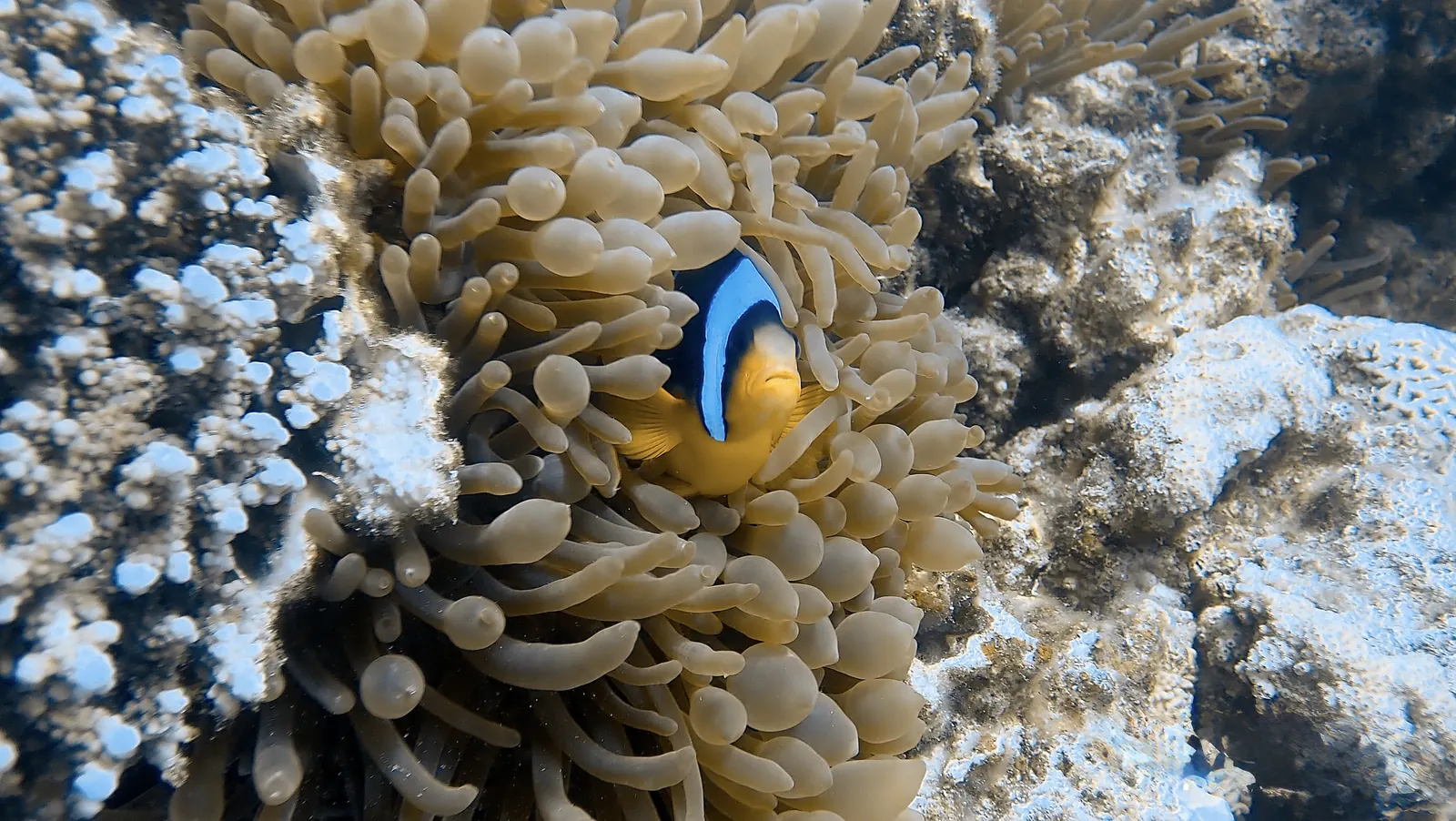 Duiken in The Canyon bij Dahab