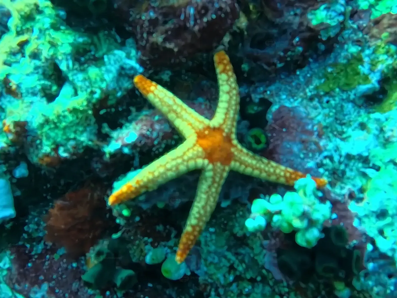 ID Batu Bolong (2)