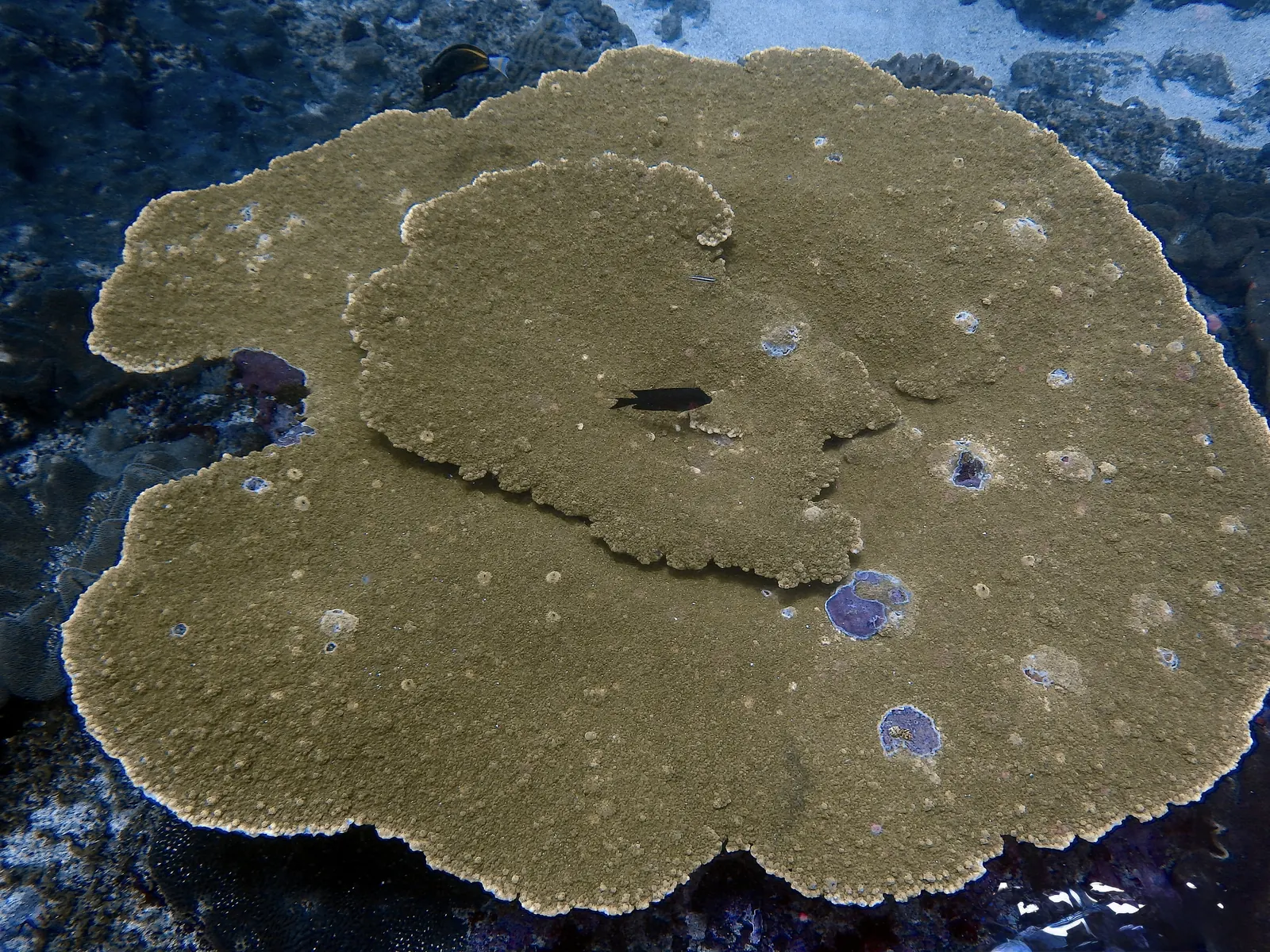 ID Nusa penida 6