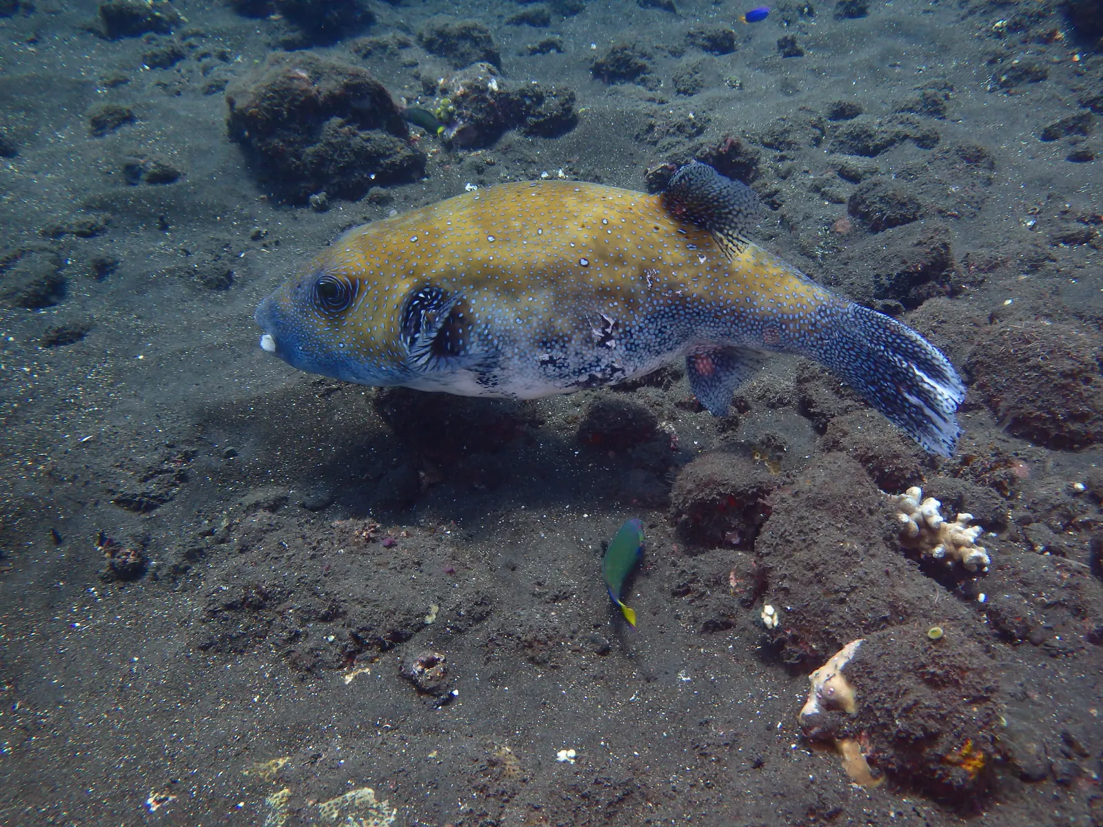 ID Tulumben (2)
