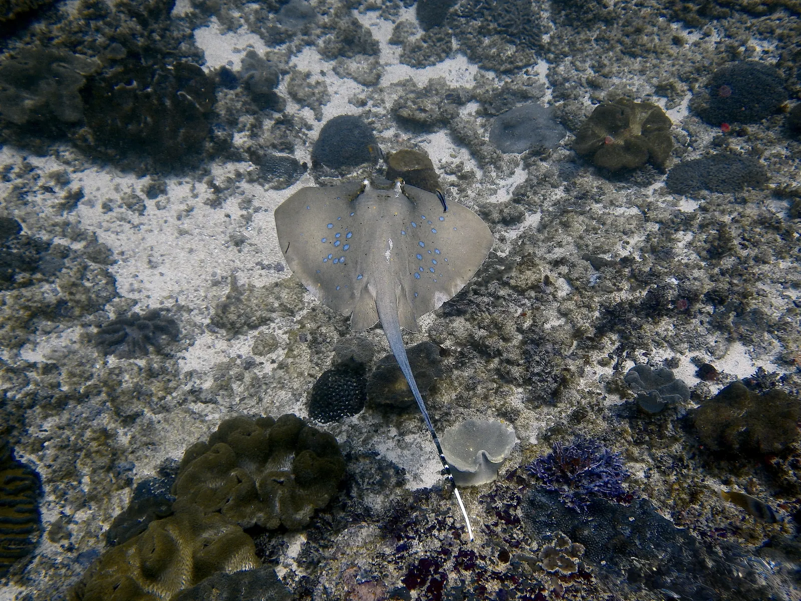 ID Nusa penida Manta point (1)