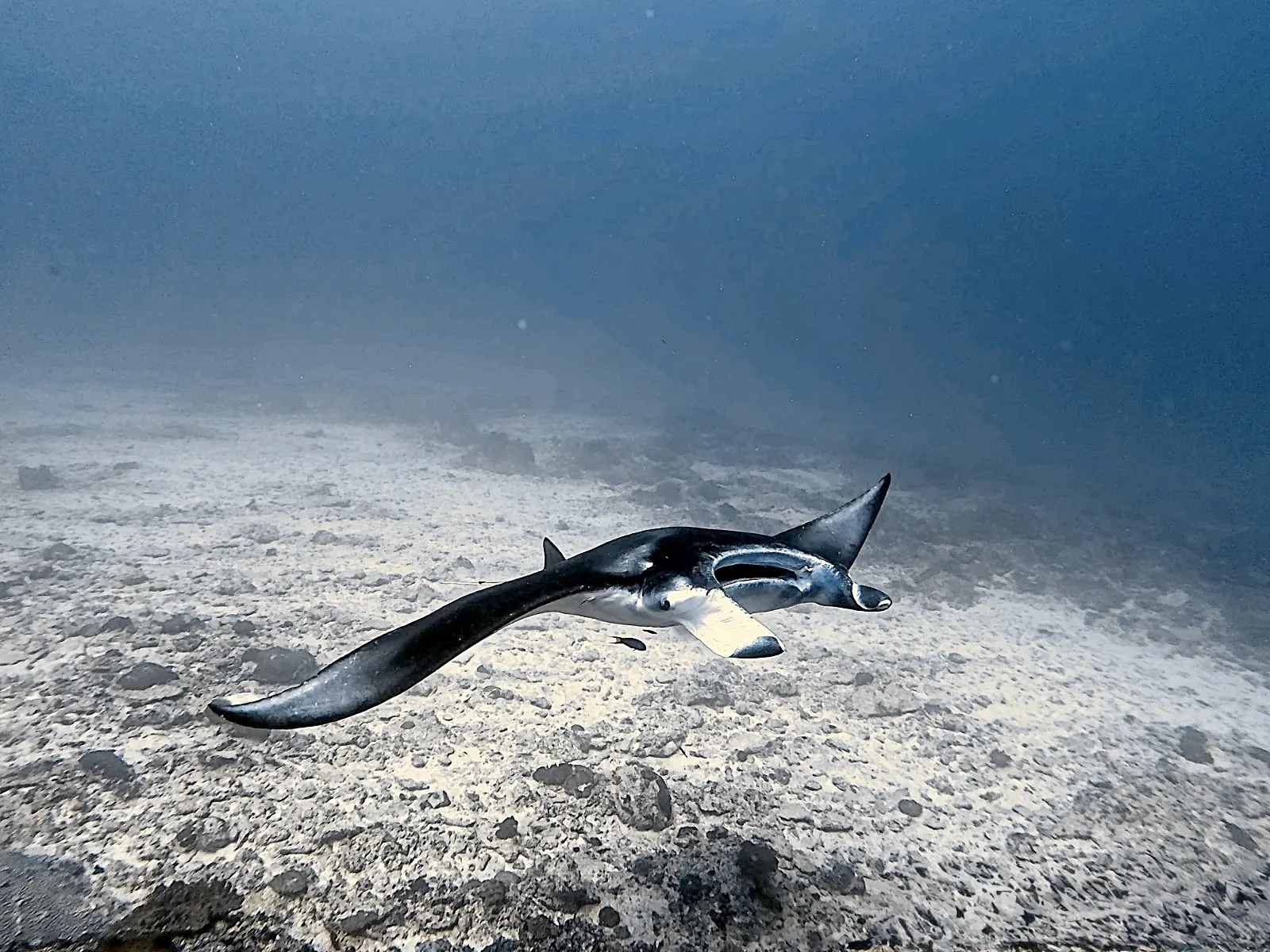 ID Nusa penida Manta point (6)