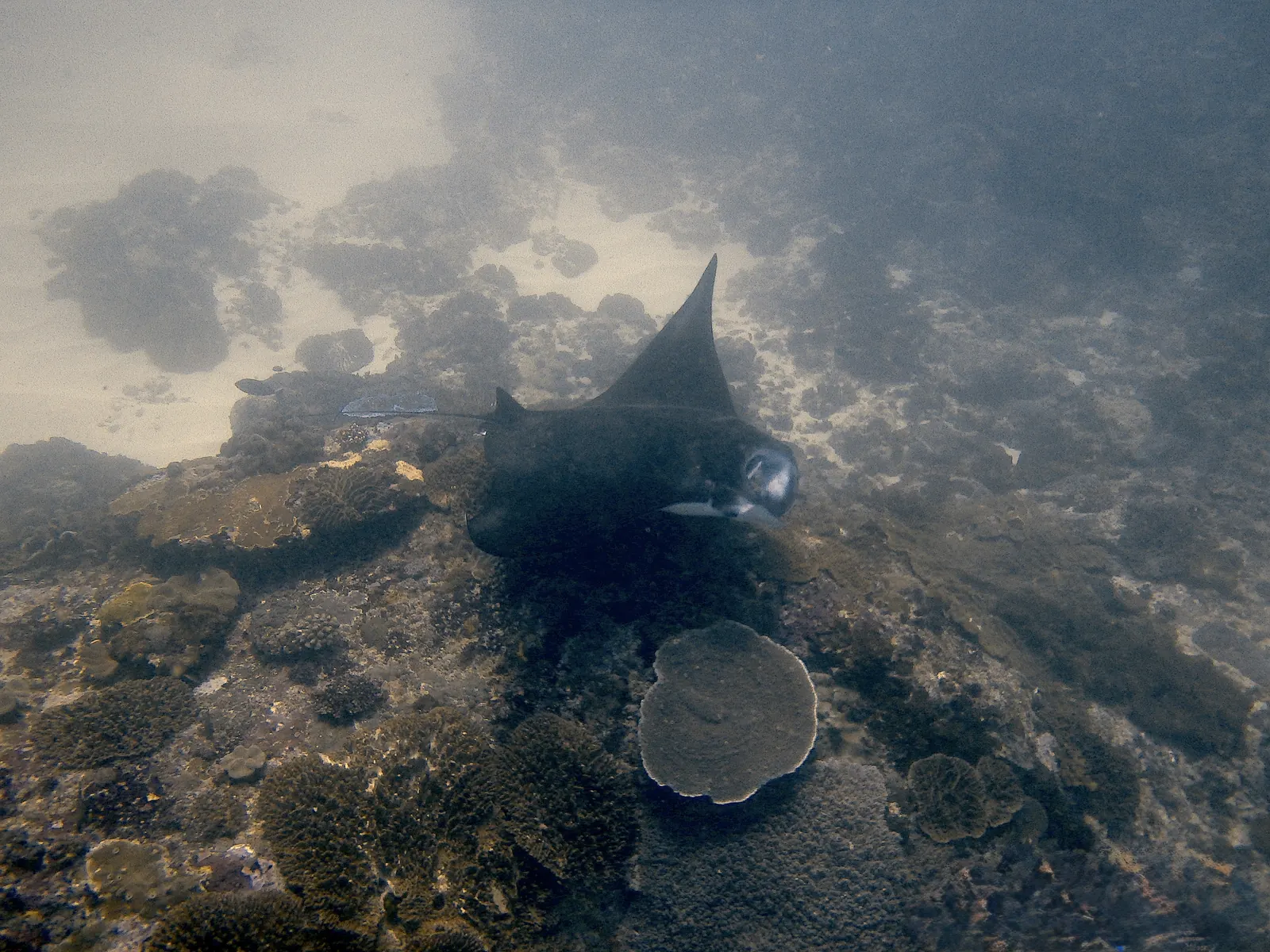 ID Nusa penida Manta point (8)