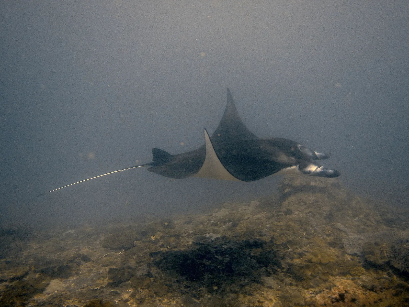 ID Nusa penida 6