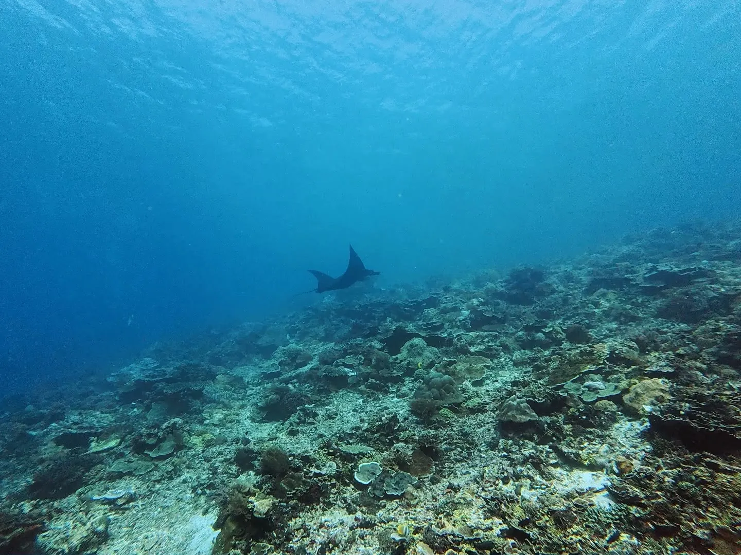 ID Manta Point Mawan  (3)