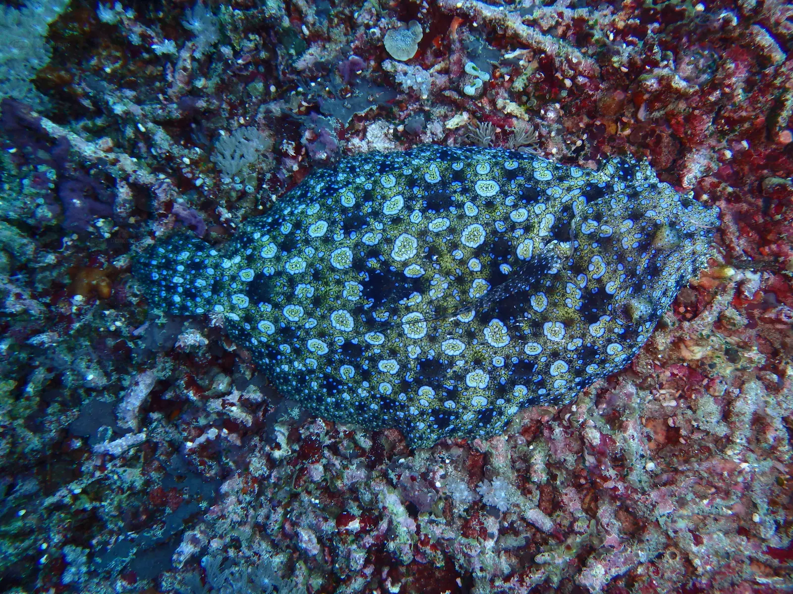 ID Nussa penida Crystal bay (1)