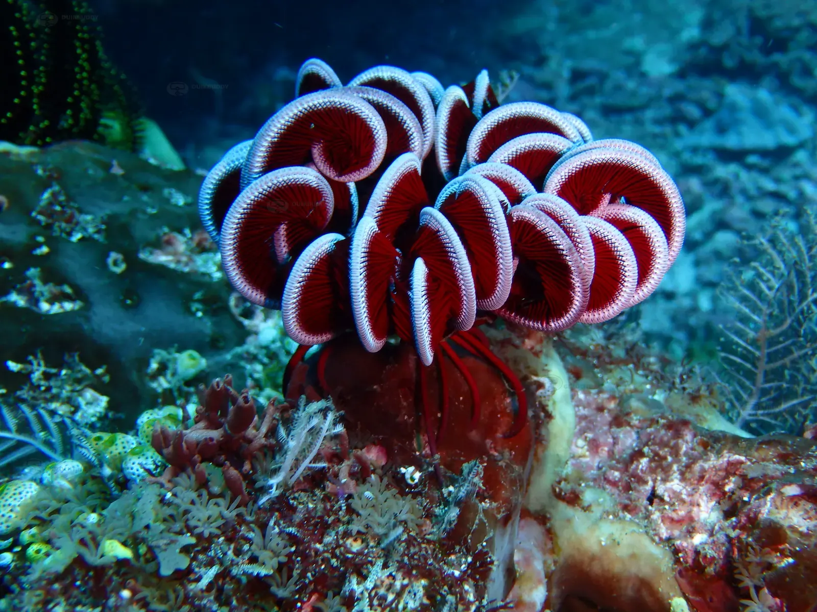 ID Sanur (1)