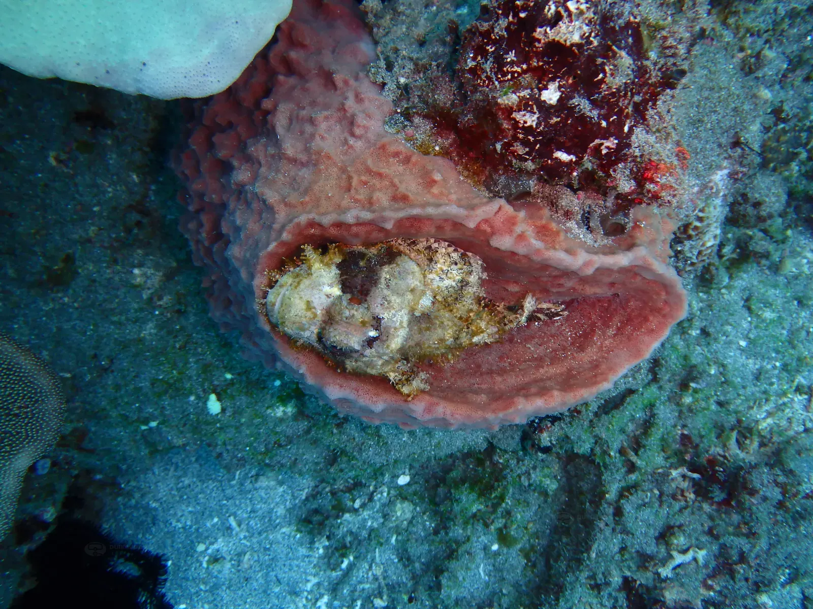 ID Sanur (6)