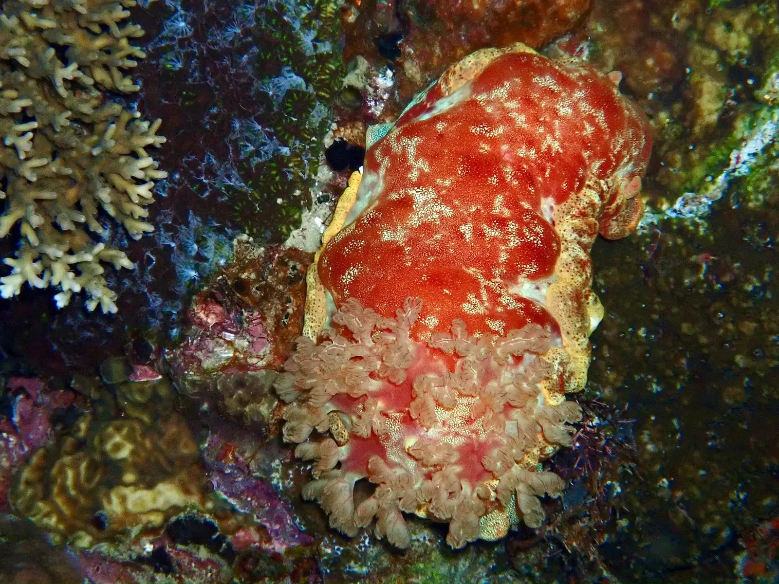 ID Spanish reef (3)