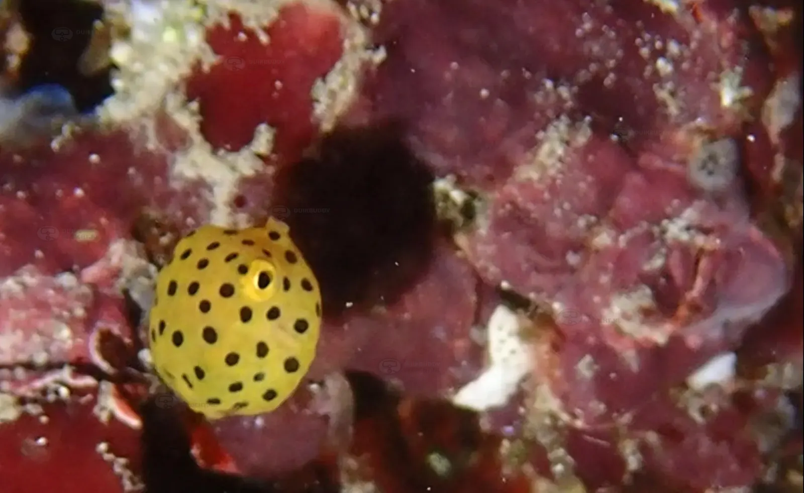ID Spanish reef (4)