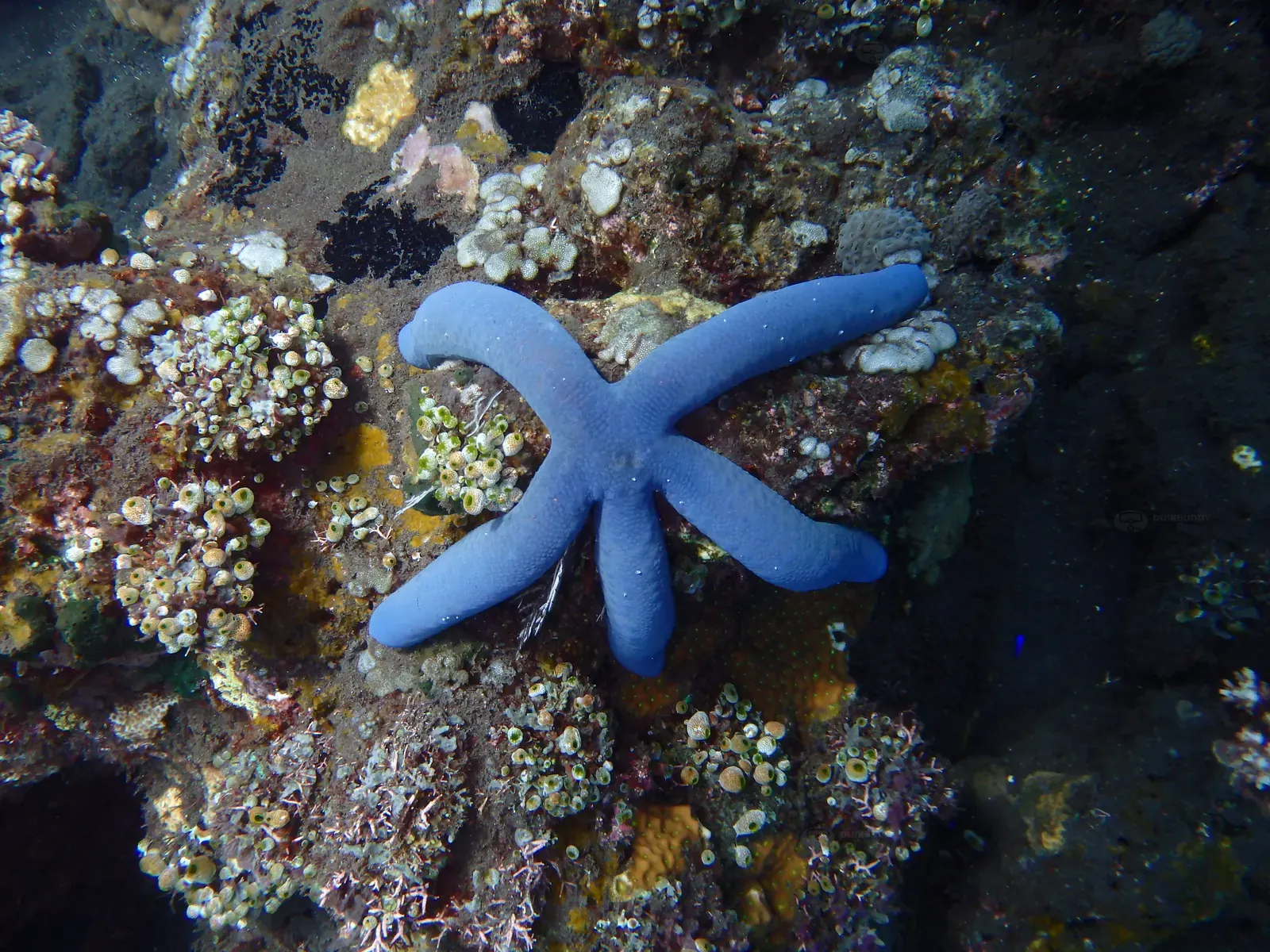 ID Tulumben (1)