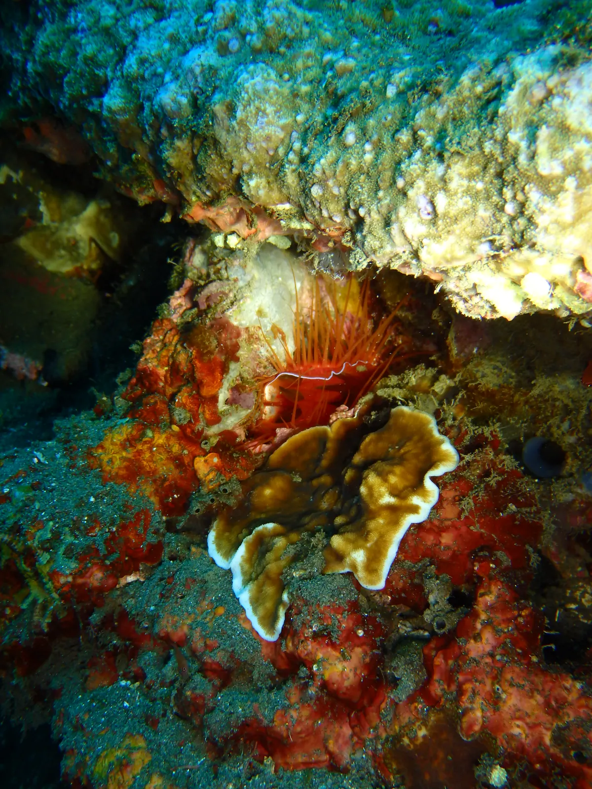 Liberty Wreck