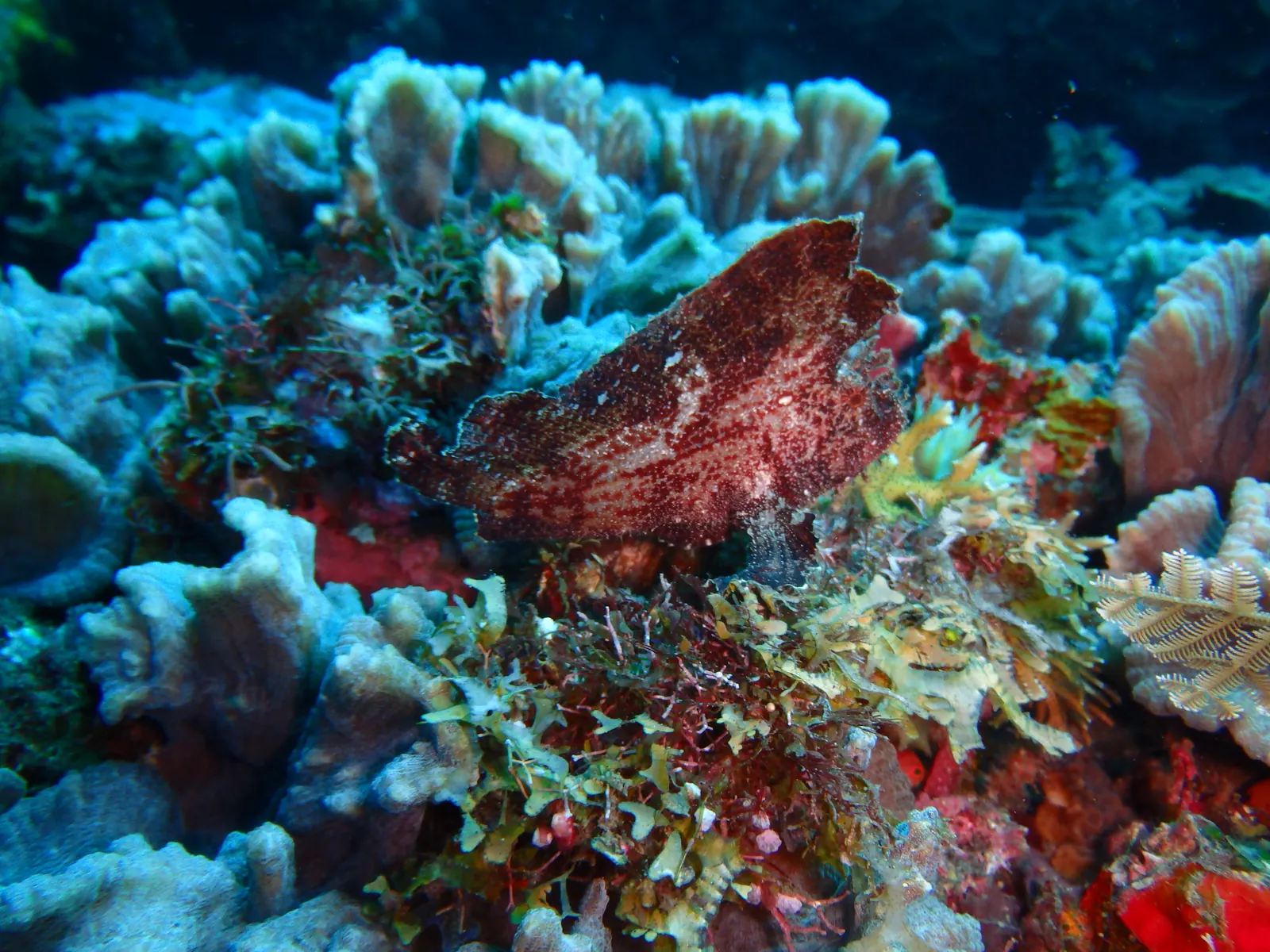 Liberty Wreck