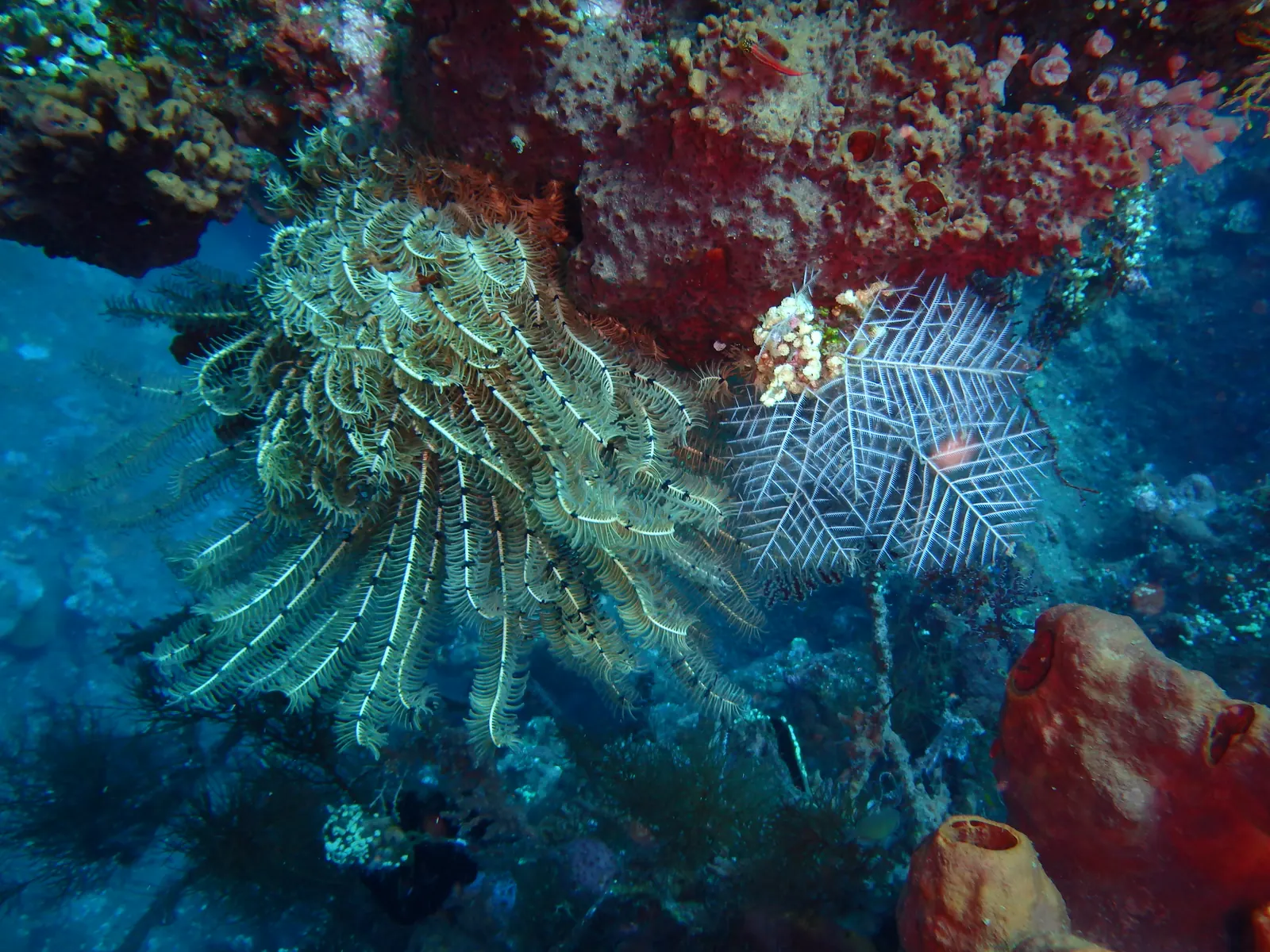 Liberty Wreck