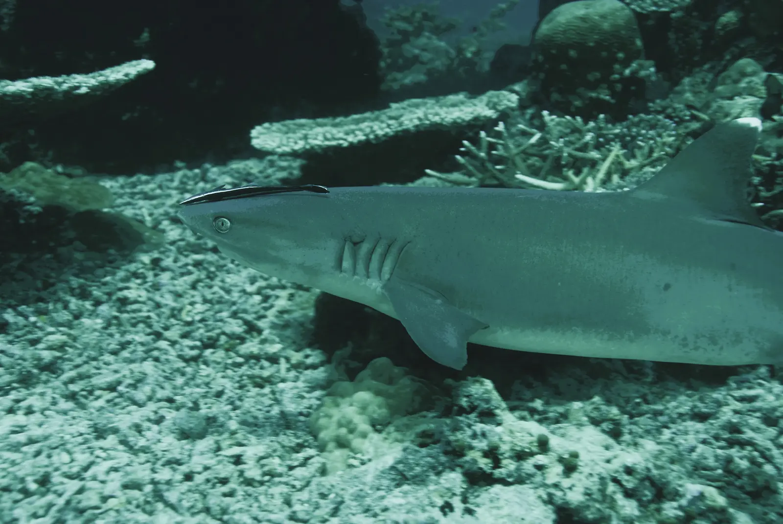 Mid Reef 005