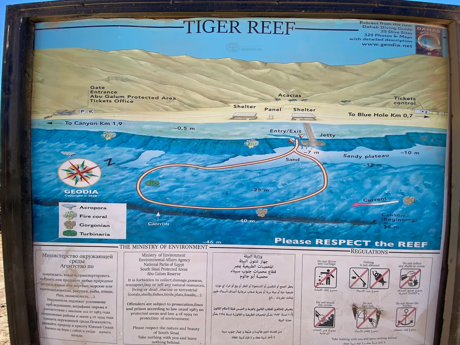 Tiger reef Dahab (7)