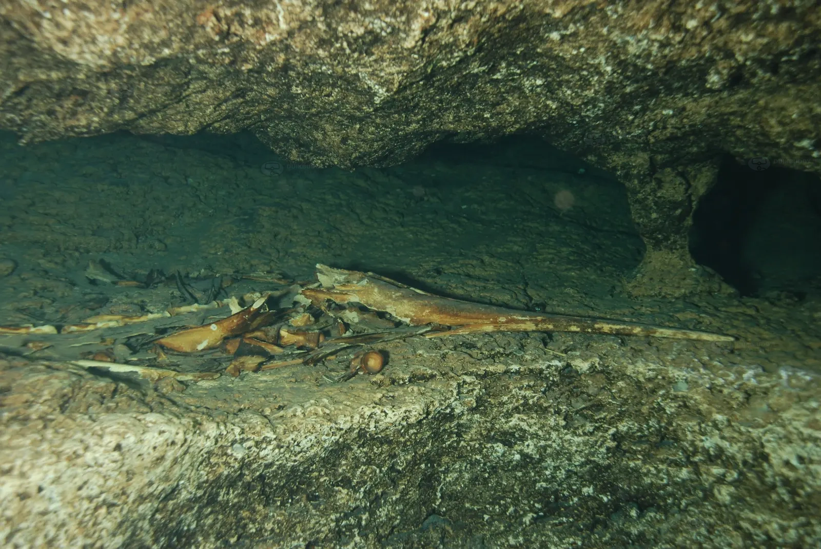 Turtle Cavern 005